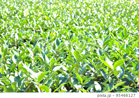 刈り込まれたお茶畑 95466127