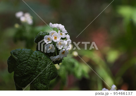 澄み切った高山の空気の中で美しく白い花をつけたサンカヨウ 澄み切った高山の空気の中で美しく白い花をつけたサンカヨウ 95466137