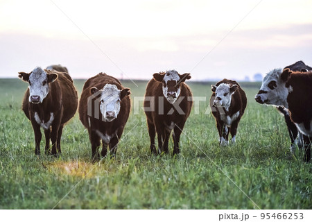 Steers grazing on the Pampas plain, Argentina Steers grazing on the Pampas plain, Argentina 95466253