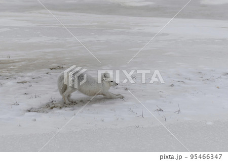 Wild arctic fox (Vulpes Lagopus) in tundra in winter time. 95466347