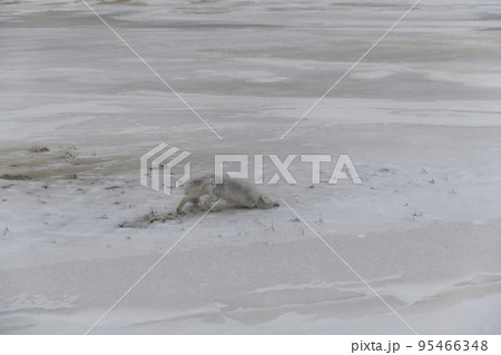 Wild arctic fox (Vulpes Lagopus) in tundra in winter time. 95466348