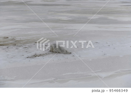 Wild arctic fox (Vulpes Lagopus) in tundra in winter time. 95466349