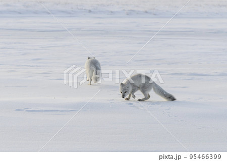Two young arctic foxes (Vulpes Lagopus) in wilde tundra. Arctic fox playing. 95466399