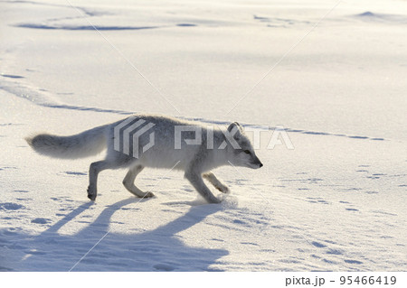 Arctic fox in winter time in Siberian tundra Arctic fox in winter time in Siberian tundra 95466419
