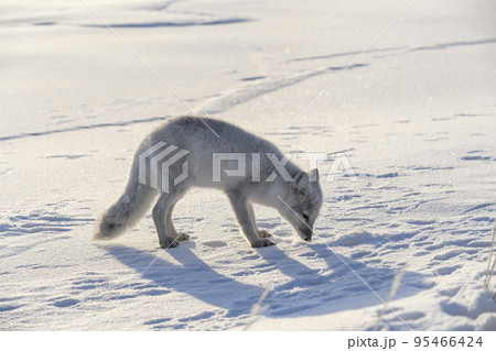 Arctic fox in winter time in Siberian tundra 95466424