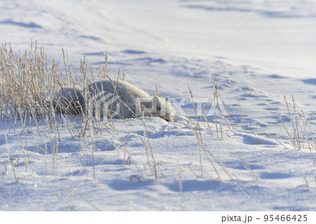 Wild arctic fox (Vulpes Lagopus) in tundra in winter time. 95466425