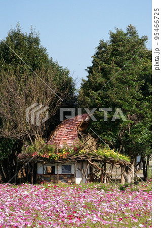 三光コスモス園 三光コスモス園 95466725