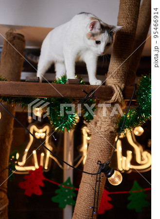 Christmas cat. Portrait striped kitten with Christmas lights garland on festive red background. 95466914