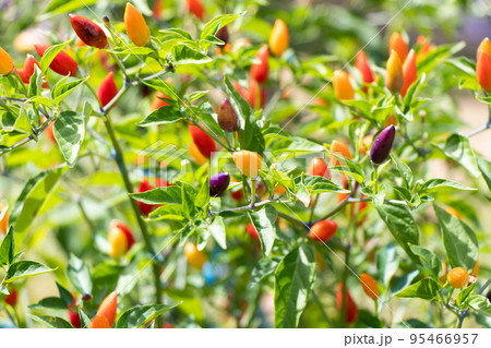 Closed up of yellow, red, purple color chilli plant with blurred background Closed up of yellow, red, purple color chilli plant with blurred background 95466957