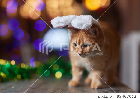 Cute cat in Santa Claus hat against blurred Christmas lights. 95467052