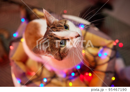 Christmas cat. Portrait striped kitten with Christmas lights garland on festive red background. Christmas cat. Portrait striped kitten with Christmas lights garland on festive red background. 95467190