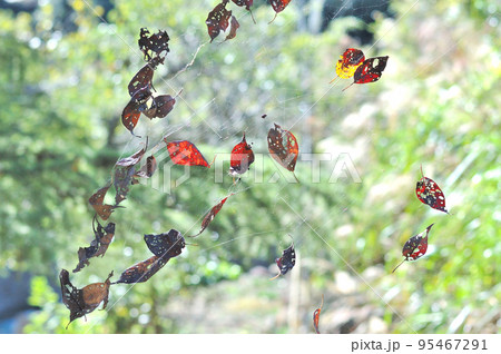 蜘蛛の巣と枯れ葉 95467291