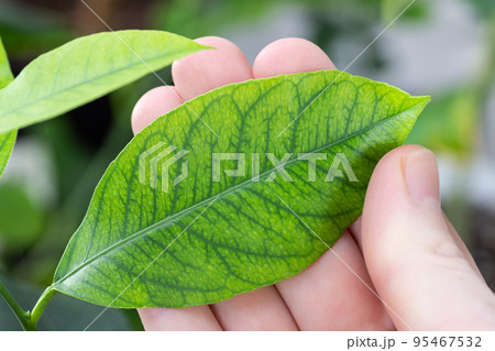 Iron deficiency chlorosis on lemon leaves. Fine mesh of green veins on light leaf background. 95467532