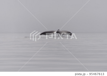 Humpback whale fluke in Antarctic sea 95467613