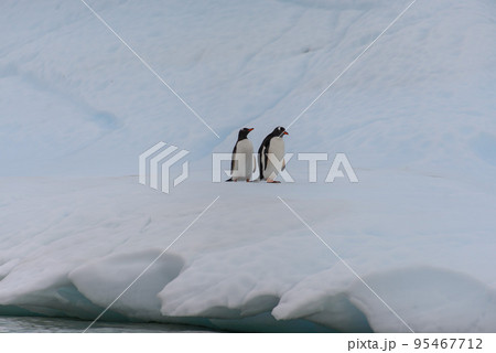 Two gentoo penguins on iceberg 95467712