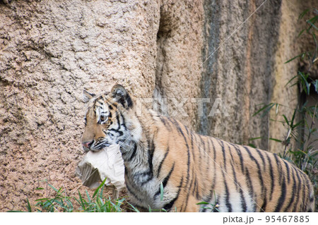 段ボールを齧るとら 段ボールを齧るとら 95467885