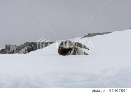 Fur seal lying on ice 95467894