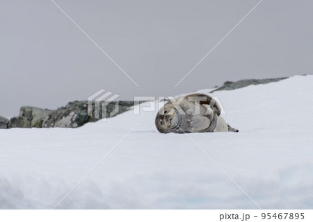 Fur seal lying on ice 95467895