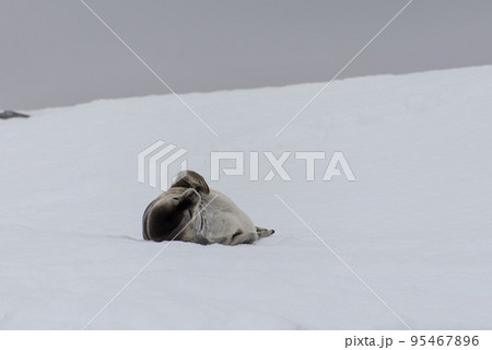 Fur seal lying on ice 95467896