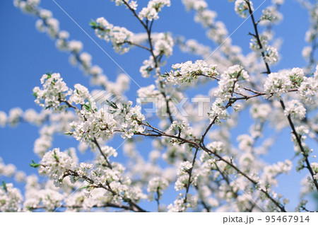 Beautiful blooming flowers of apple tree Beautiful blooming flowers of apple tree 95467914