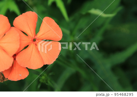 フシグロセンノウのオレンジ色の花(8月) 95468295