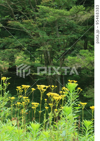 夏の神戸・六甲高山植物園の新緑の森に咲くオミナエシ(8月) 95468383