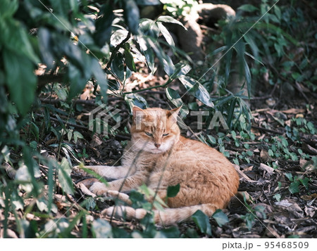 公園の野良猫 5 公園の野良猫 5 95468509