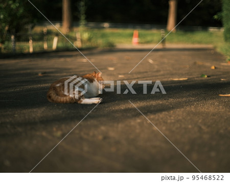 公園の野良猫 14 95468522