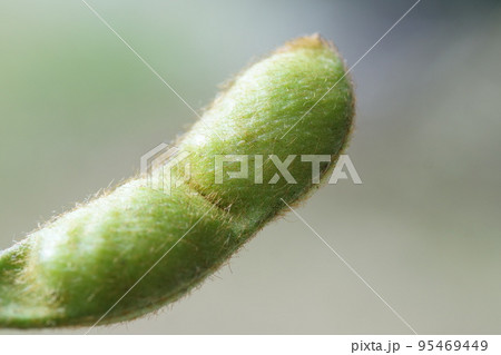 丹波黒（黒大豆）枝豆　拡大撮影　仲摘み 　サヤが大きくなった　10月下旬 95469449