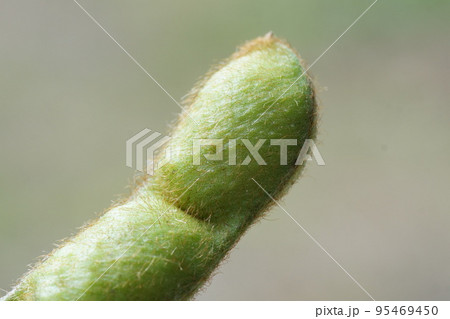 丹波黒（黒大豆）枝豆　拡大撮影　仲摘み 　サヤが大きくなった　10月下旬 95469450