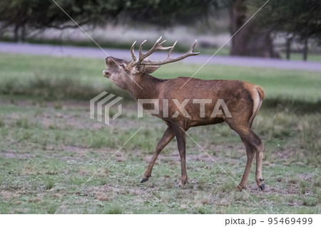 Male Red deer in La Pampa, Argentina, Parque Luro Nature Reserve Male Red deer in La Pampa, Argentina, Parque Luro Nature Reserve 95469499