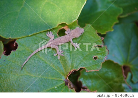 ニホンヤモリ ヤモリ 守宮 家守 井守 ニホンヤモリ ヤモリ 守宮 家守 井守 95469618