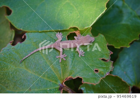 ニホンヤモリ ヤモリ 守宮 家守 井守 ニホンヤモリ ヤモリ 守宮 家守 井守 95469619