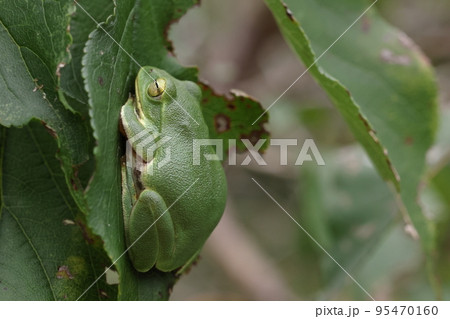 生き物　両生類　シュレーゲルアオガエル、十月半ばの里山の林。少なくなったサクラの葉の上で休憩中 95470160