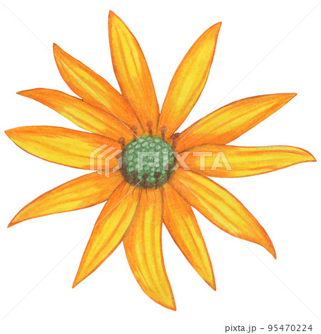 Hand Drawn Yellow Topinambur Isolated on White Background. Hand Drawn Yellow Topinambur Isolated on White Background. 95470224