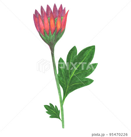 Hand Drawn Red Chrysanthemum with Green Leaves Isolated on White Background. Hand Drawn Red Chrysanthemum with Green Leaves Isolated on White Background. 95470226