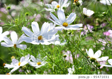 コスモス（秋桜） 95471031
