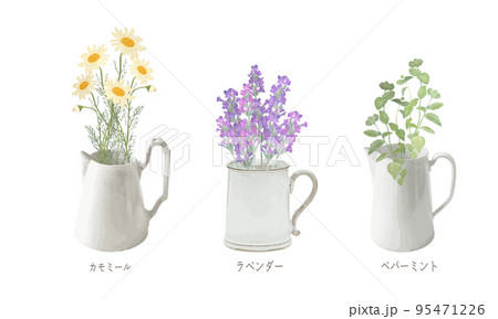 ピッチャー入った芳香植物・精油＆アロマ・カモミール・ラベンダー・ペパーミント 95471226