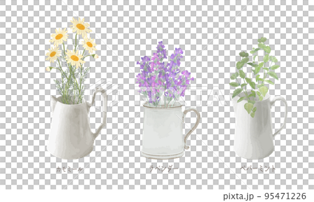 ピッチャー入った芳香植物・精油＆アロマ・カモミール・ラベンダー・ペパーミント 95471226