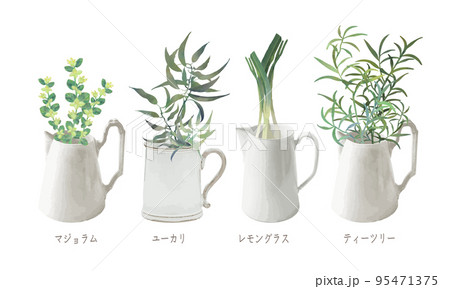 ピッチャー入った芳香植物・精油&アロマ・マジョラム・ユーカリ・レモングラス・ティーツリー ピッチャー入った芳香植物・精油&アロマ・マジョラム・ユーカリ・レモングラス・ティーツリー 95471375