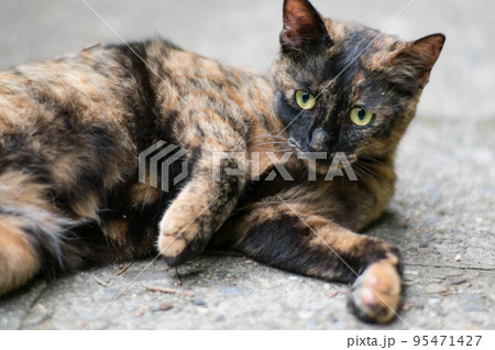 地面に横たわって、リラックスして過ごす野良猫 95471427
