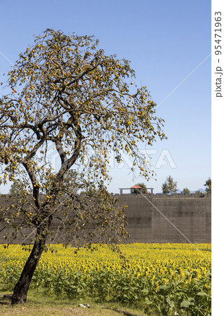 しまばら火張山花公園の柿の木とひまわり畑 95471963