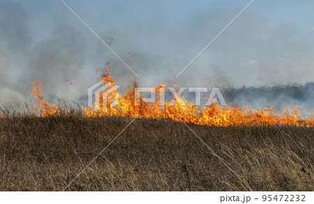 fire in the steppe, the grass is burning destroying everything in its path 95472232