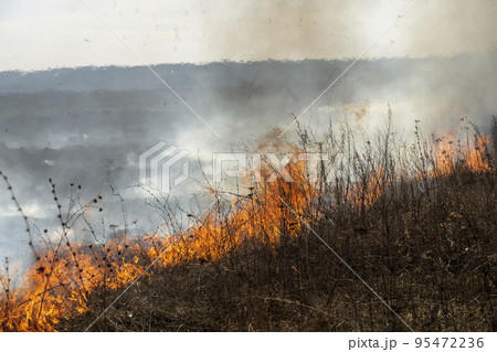 fire in the steppe, the grass is burning destroying everything in its path 95472236