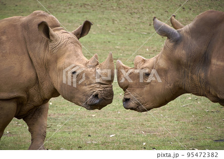 Two rhinoceroses facing each other head to head Two rhinoceroses facing each other head to head 95472382