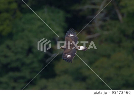 イヌワシ幼鳥 95472466