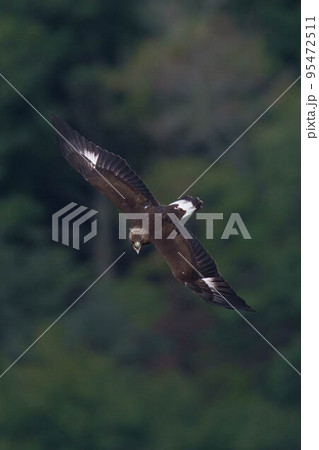 イヌワシ幼鳥 イヌワシ幼鳥 95472511
