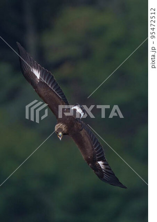 イヌワシ幼鳥 イヌワシ幼鳥 95472512