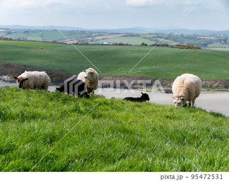 Sheep graze. A few sheep in a pasture. Free grazing. Agricultural landscape. White sheep on grass field 95472531