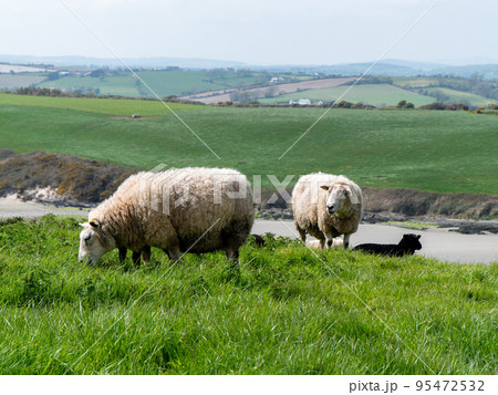 Sheep graze in a green meadow. A few sheep in a farmer's pasture. Free grazing of livestock. Agricultural landscape. 95472532